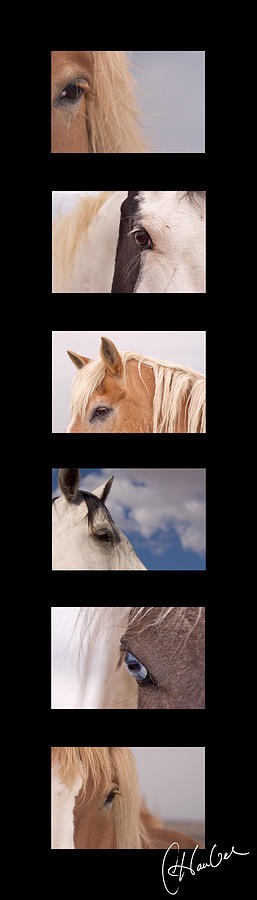 Horses in Color Photograph by Christine Hauber