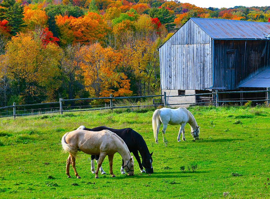 Horse Photograph - Horses in Fall by David  Hubbs