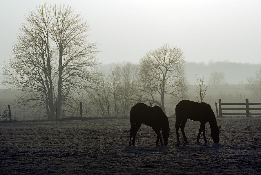Horses in Field Photograph by Steve Somerville