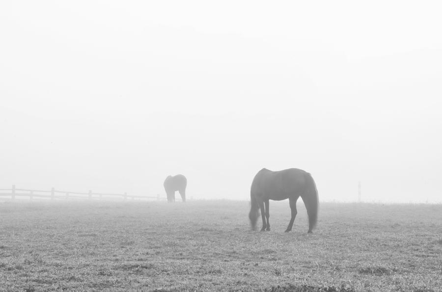 Horses in Fog in Black and White Photograph by Bill Cannon