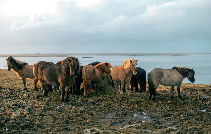 Horses in Iceland Photograph by Dubi Roman