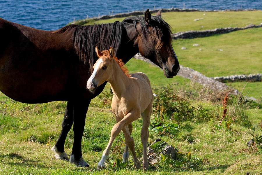 Horse Photograph - Horses In Landscape by Aidan Moran