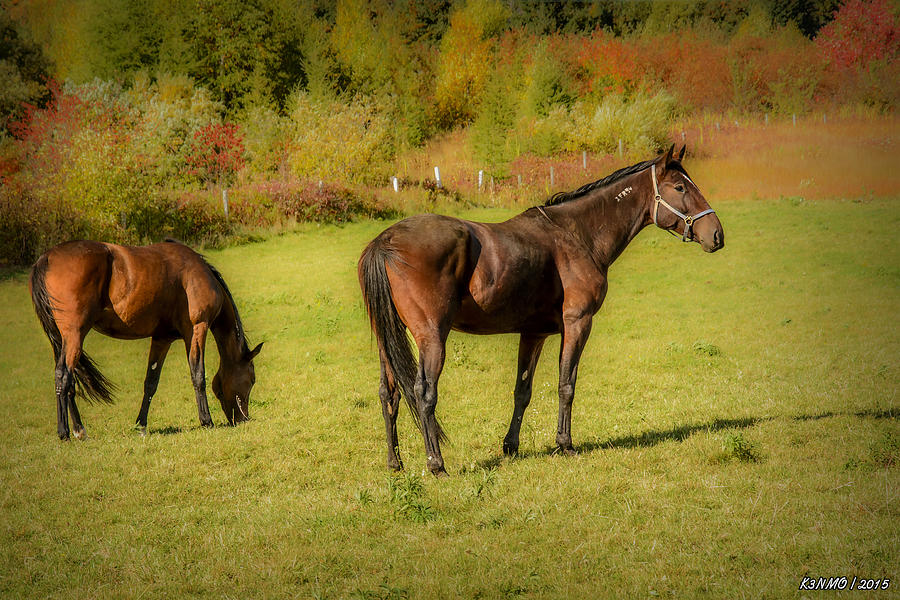 Horses in Mabou Photograph by Ken Morris