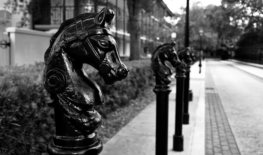 Horses in old orleans Photograph by David Lee Thompson