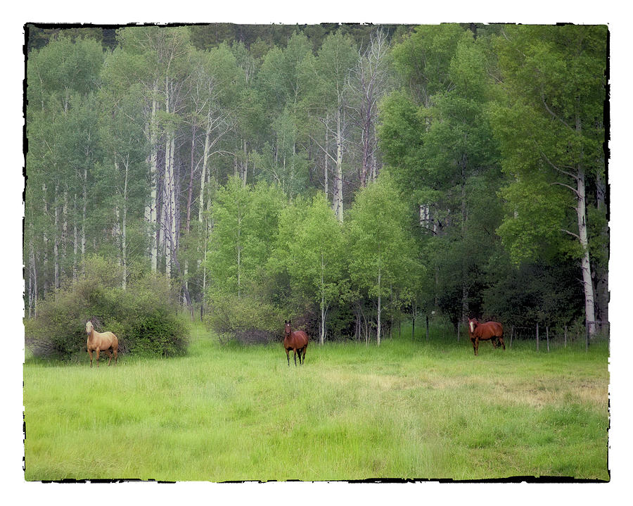 Horses in Pasture Photograph by Hugh Smith