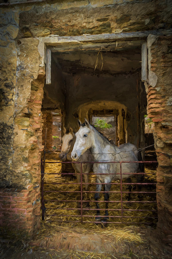 Horses In Rustic Barn Photograph By Peter Hayward Photographer