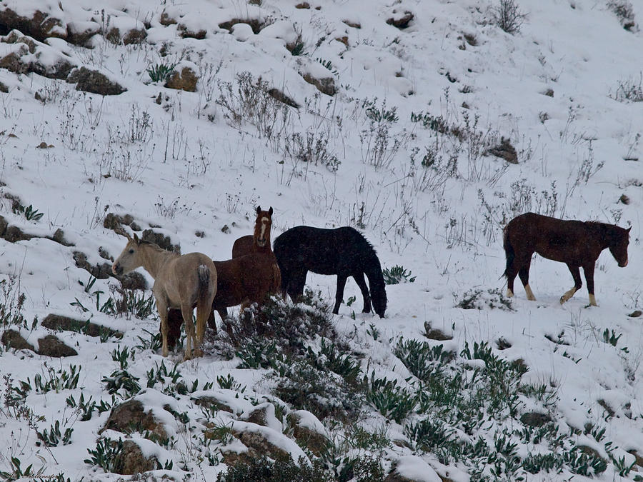 Horses in snow 1 Photograph by Arik Baltinester