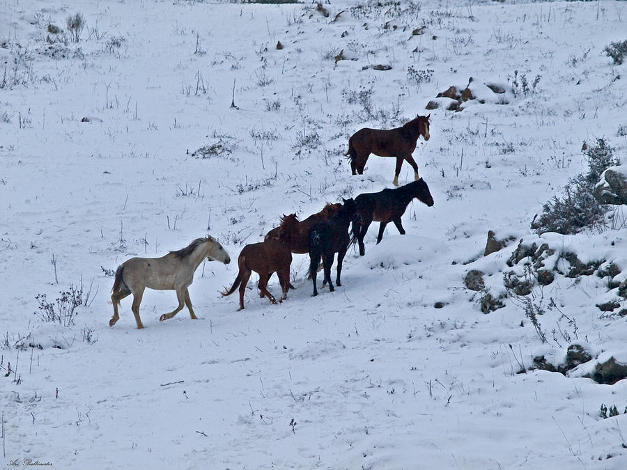 Horses in snow 2 Photograph by Arik Baltinester