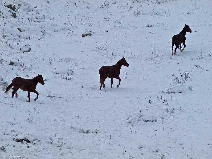 Horses in snow 3  Photograph by Arik Baltinester