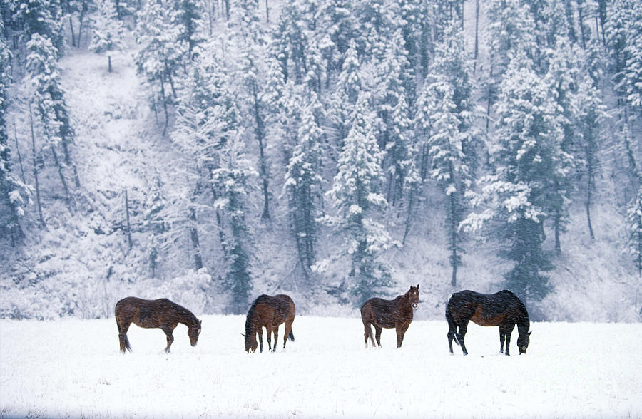 Horses In Snow Photograph by Alan Carey