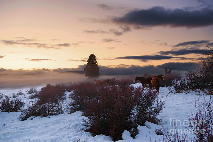 Horse Photograph - Horses in Snow at Sunset by Jackie Follett