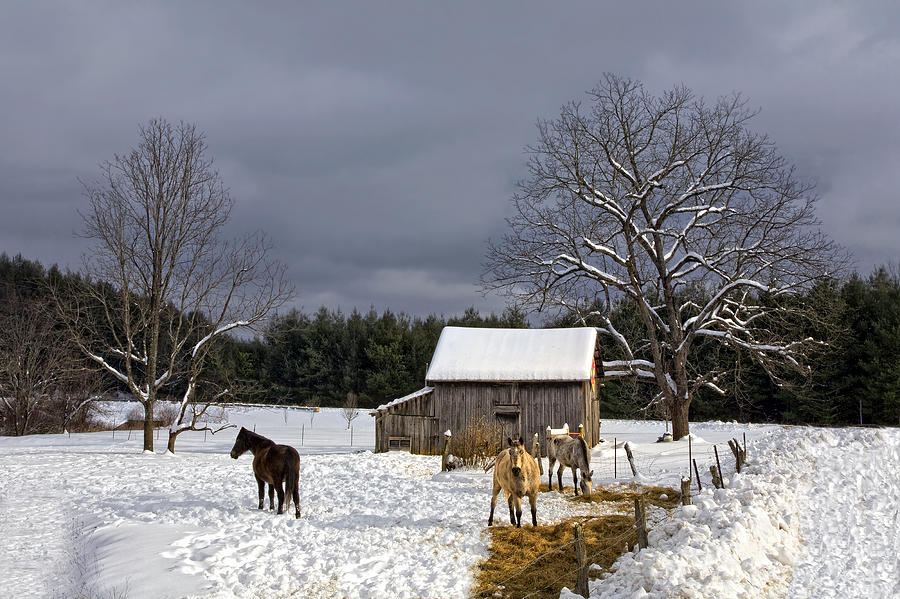 Horses in Snow Photograph by Ken Barrett