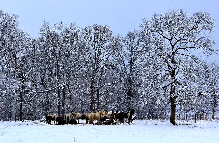Horses in Snow Photograph by Ty Shults
