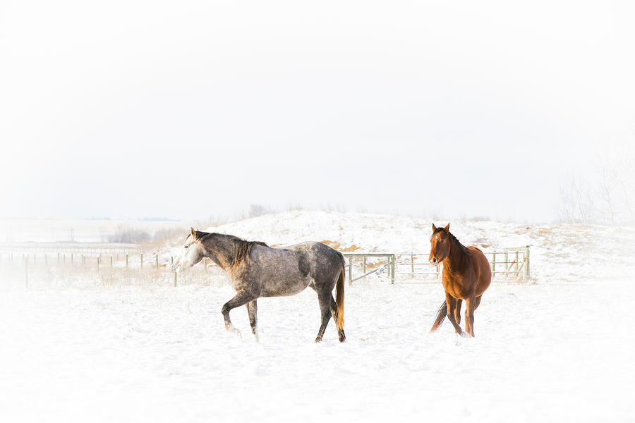 Horses in Snow by Windy Corduroy Horses in Snow by Windy Corduroy
