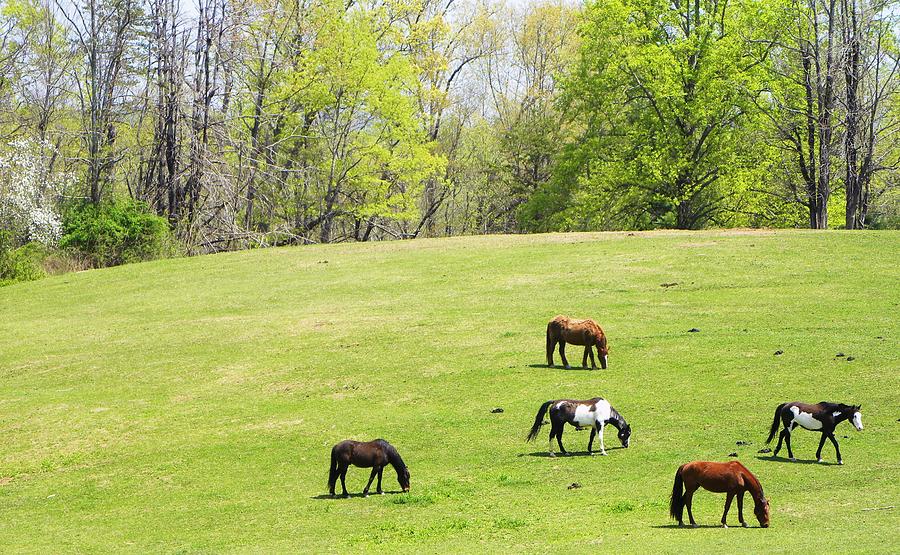 Horses In Spring Photograph by Cindy Gacha - Fine Art America