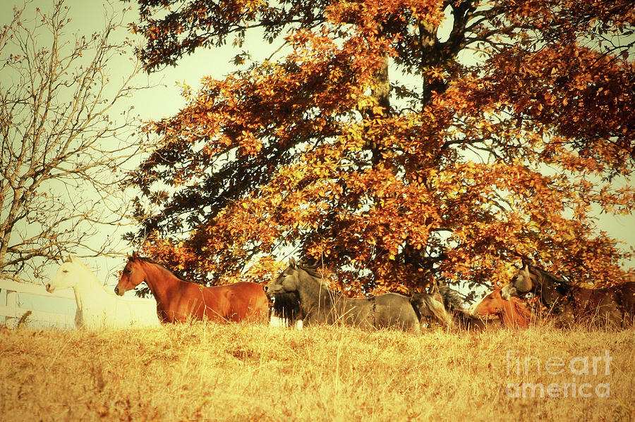 Horses in The Autumn Forest Photograph by Dimitar Hristov