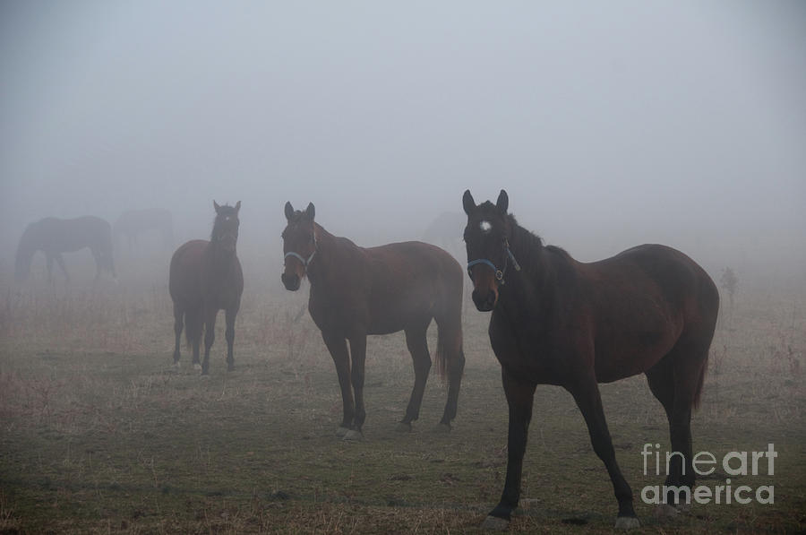 Horses in the Fog Photograph by David Arment