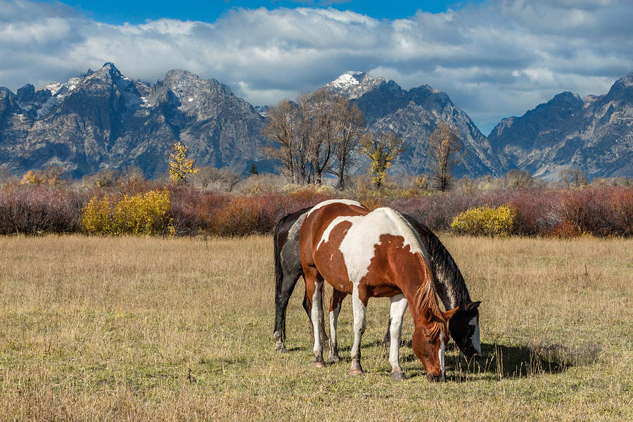 Horses in the Grand Tetons Photograph by Kathleen Bishop