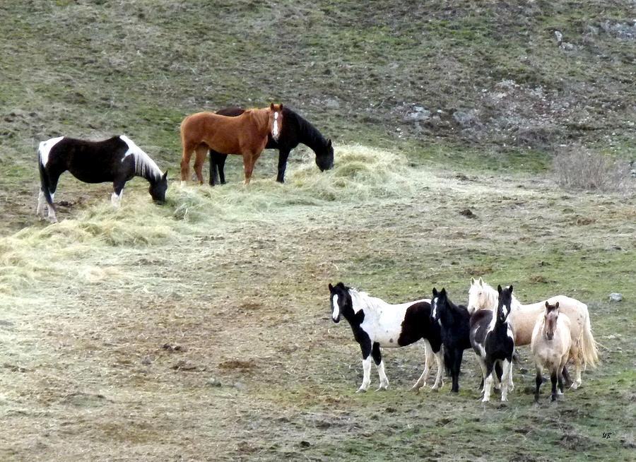 Horses In The Highlands Photograph by Will Borden