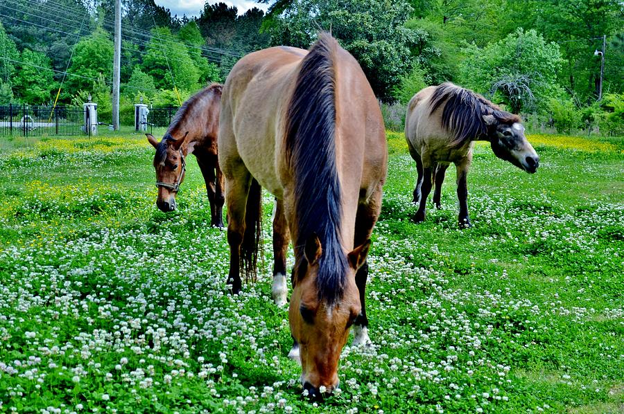 Horses in the Meadow Photograph by Eileen Brymer