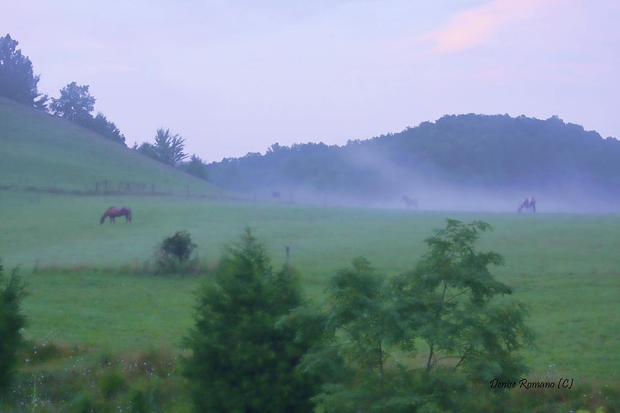 Horses in the Mist Photograph by Denise Romano