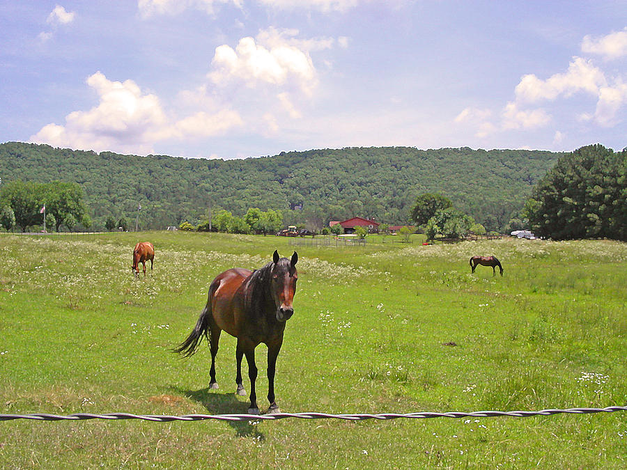 Horses in the Pasture Photograph by Anne Cameron Cutri
