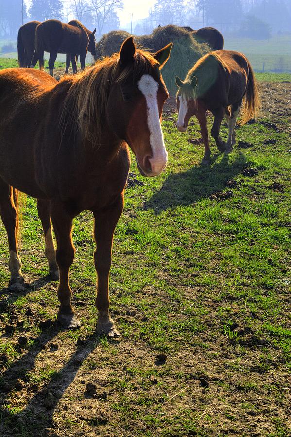 Horses in the Pasture Photograph by FineArtRoyal Joshua Mimbs