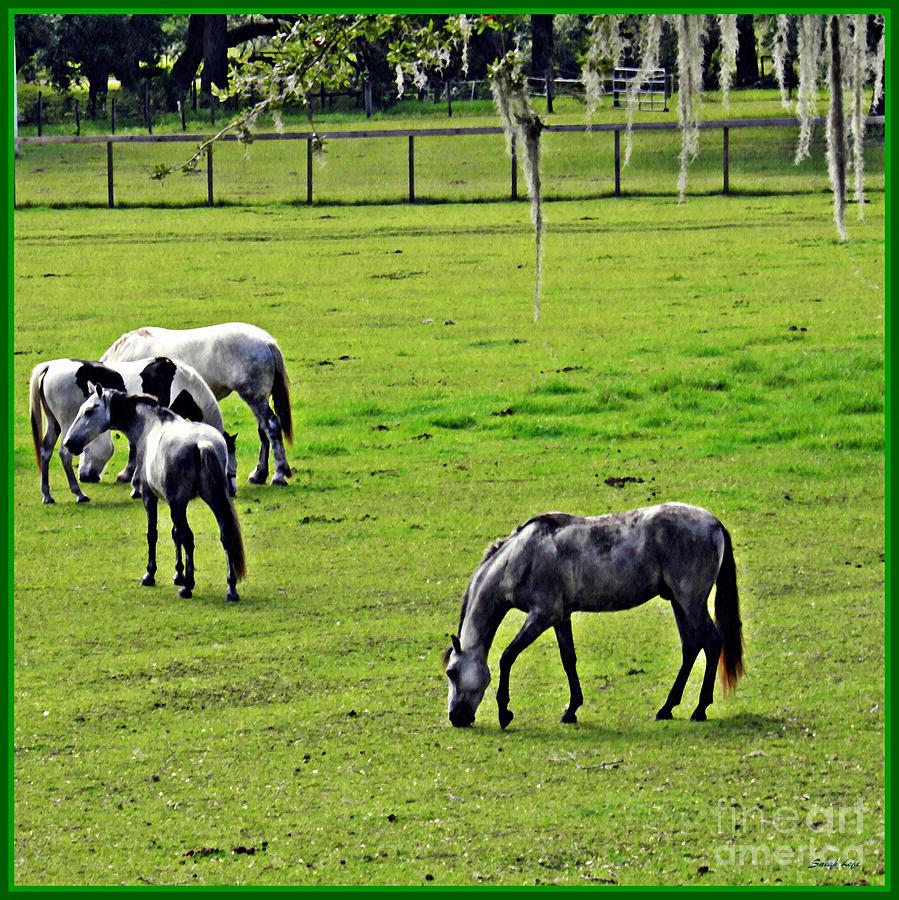 Horses in the Pasture  Photograph by Sarah Loft