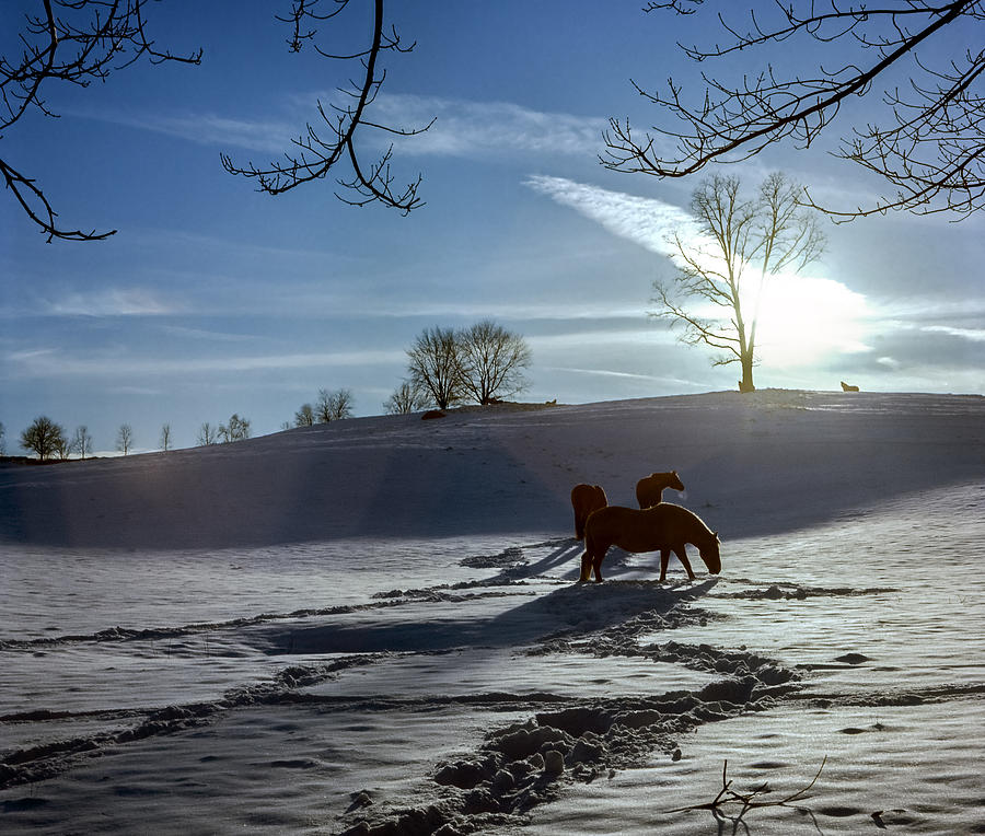 Horses in the Snow Photograph by Greg Reed