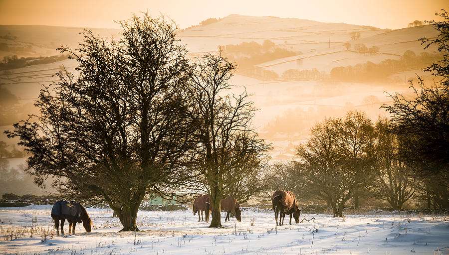 Horses in the snow, Whalley Bridge, High Peak, UK Photograph by Neil Alexander Photography