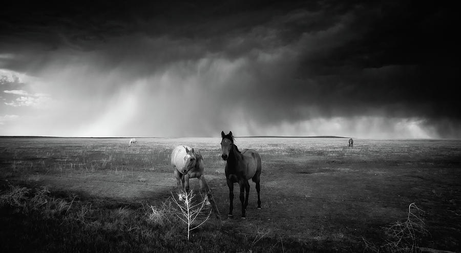 Horses In The Storm Photograph by John De Bord