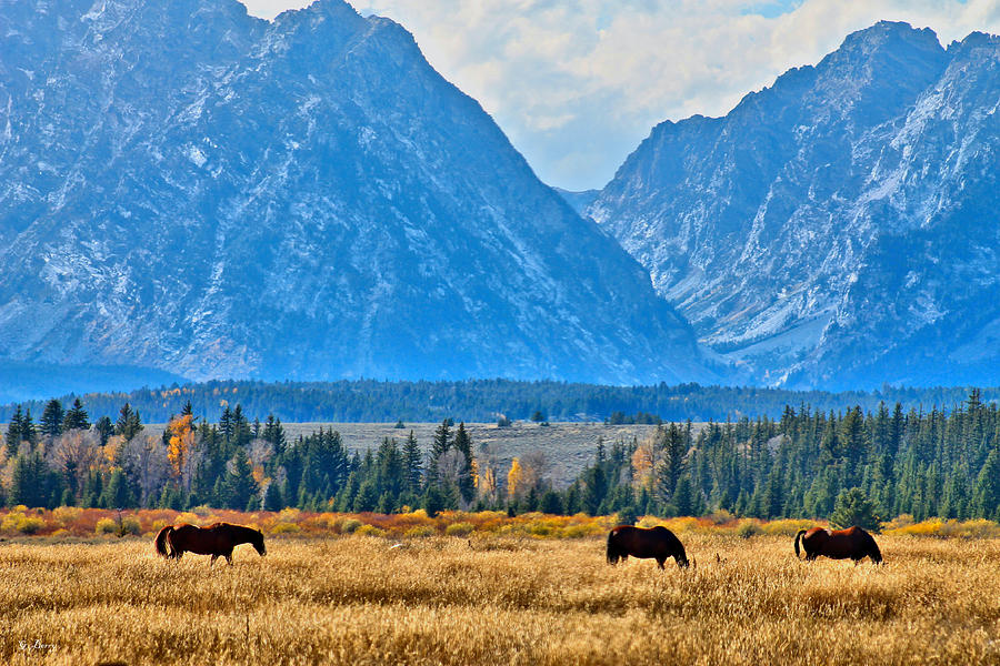 Grand Teton National Park Photograph - Horses In The Tetons by Gayle Berry