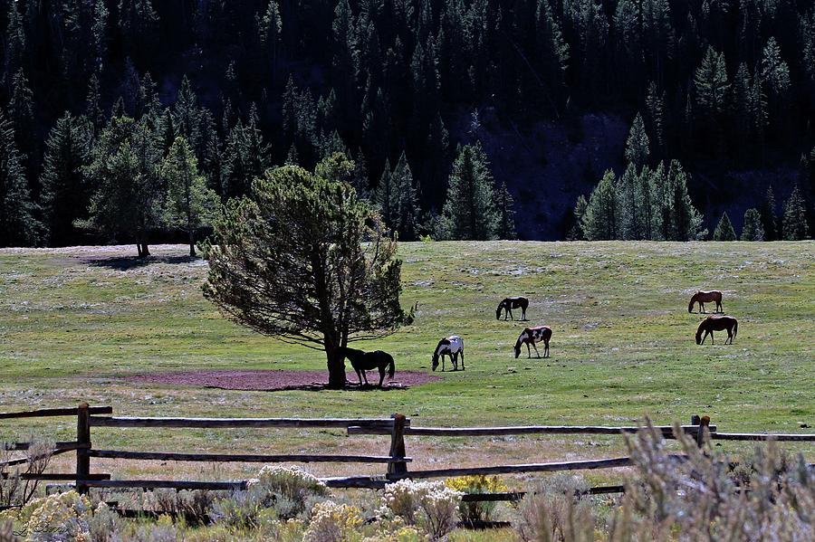 Horse Photograph - Horses In The Valley by Gayle Berry