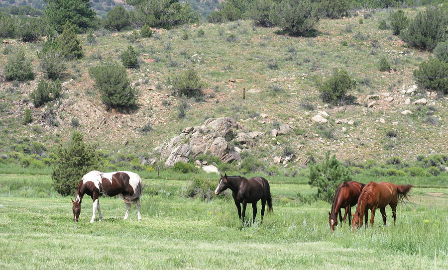 Horses in the Valley Digital Art by Joe Schanzer - Fine Art America