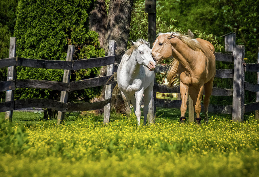 Horses in Yellow Field Photograph by Ron Pate