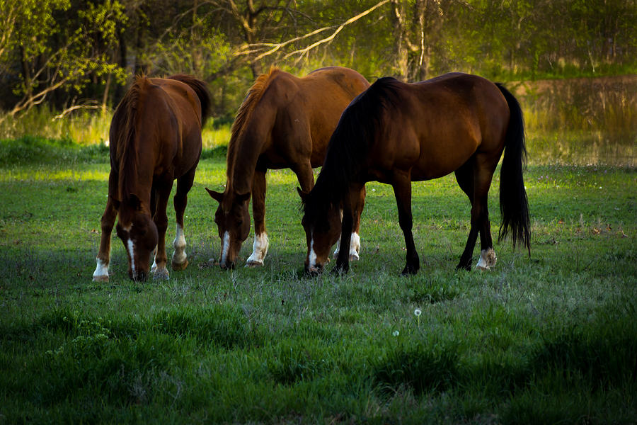 Horses Photograph by Jay Stockhaus