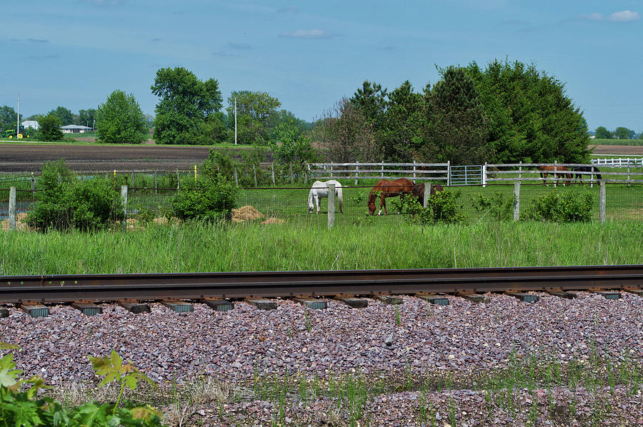 Horses Late May In The Country Photograph by Thomas Woolworth