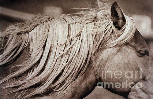 Horse Photograph - Horses mane by Michael Ziegler