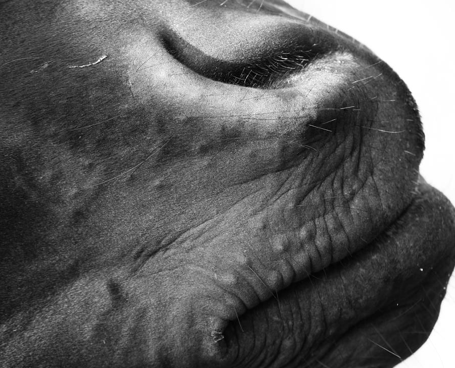 Horses mouth  Photograph by J C