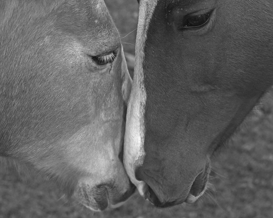 Horses Nuzzling Black and White Photograph by Toby McGuire