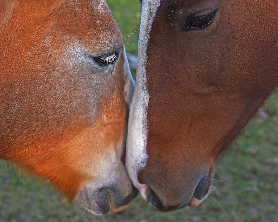 Horses Nuzzling Photograph by Toby McGuire