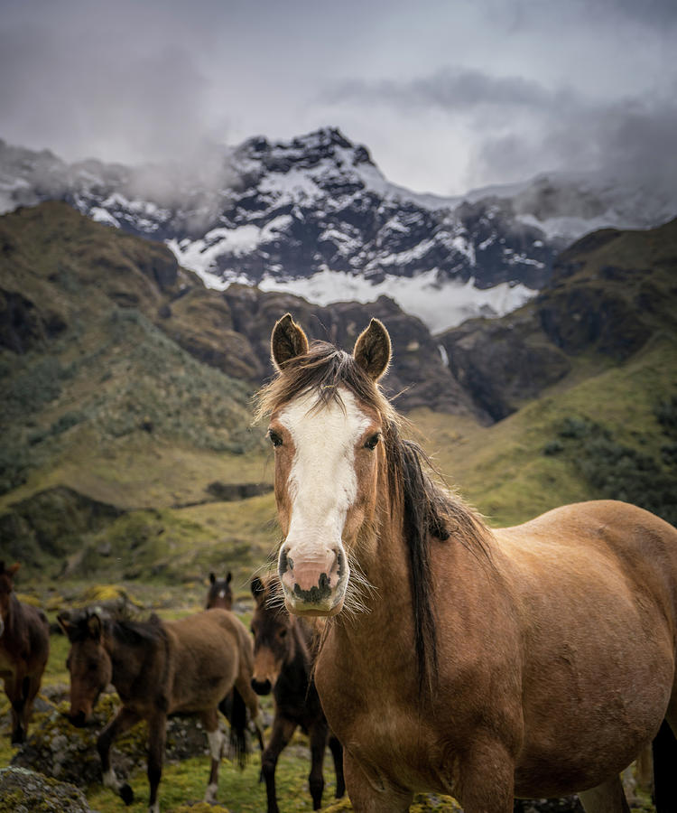 Ecuador Photograph - Horses of Ecuador by Daniel Cooley