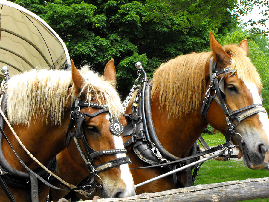 Horses of Historic Nauvoo Photograph by Jan Tribe - Pixels