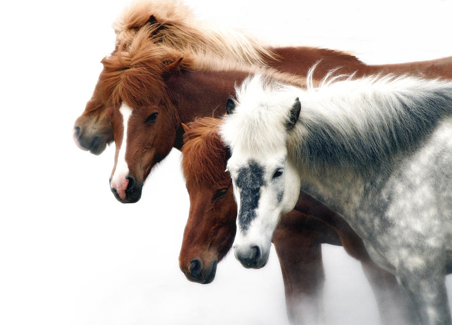 Horse Photograph - Horses of Iceland by Roger Conatser