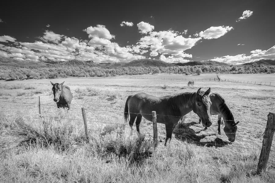 Black And White Photograph - Horses of San Juan by Jon Glaser