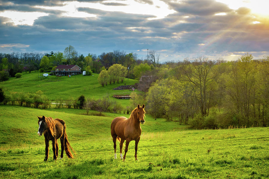 Horses On A Pasture In Kentucky Photograph
