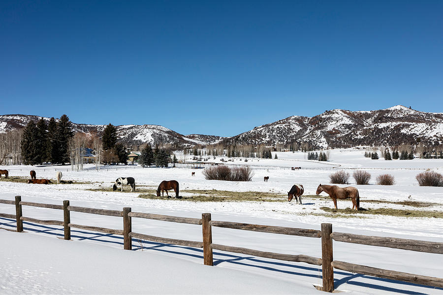 Horses on a small farm near the Aspen airport Photograph by Carol M Highsmith