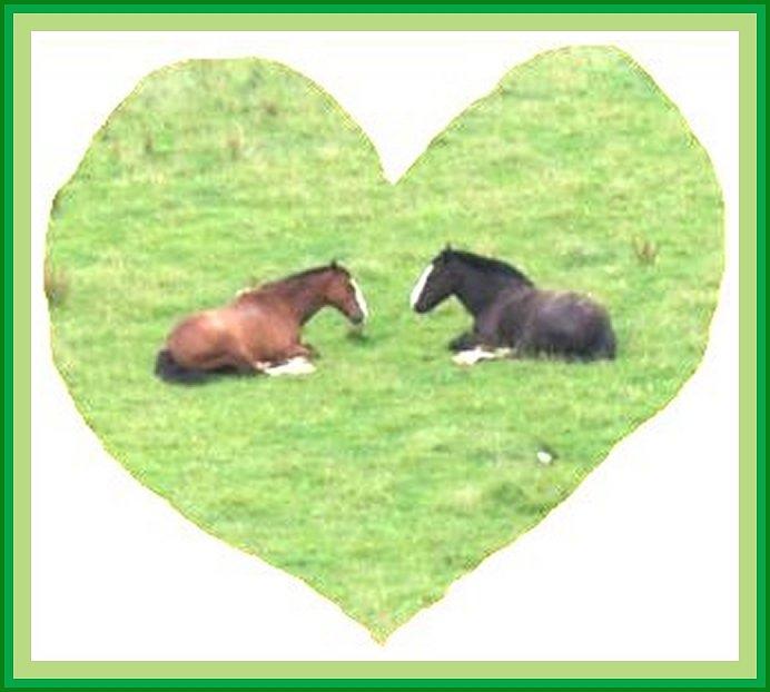Horses on Grass Heart Photograph by Julia Woodman