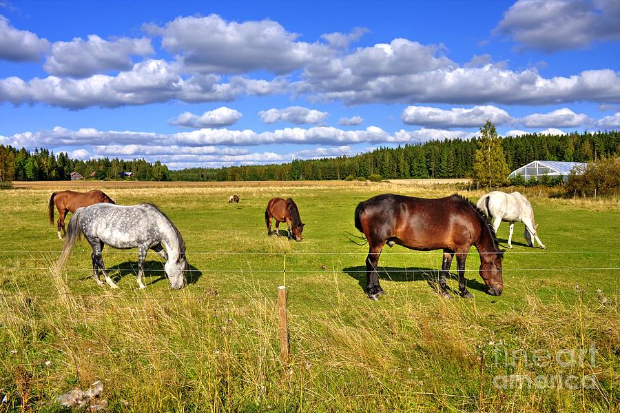 Horses on pasture Photograph by Esko Lindell Fine Art America