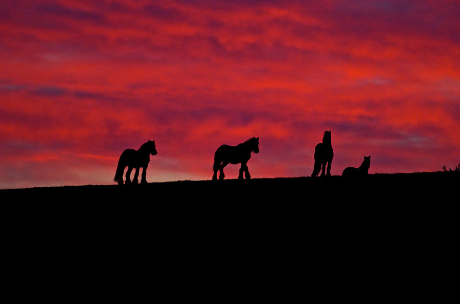 Horses on skyline at sunset Photograph by David Cole - Fine Art America